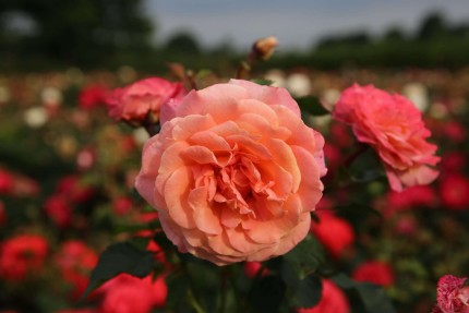 Rosa 'Peach Melba'