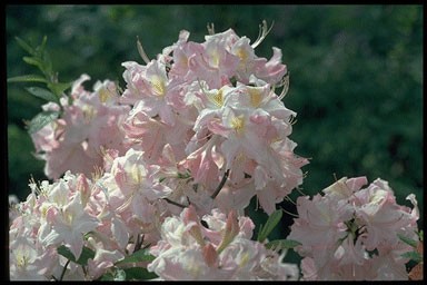 Rhododendron 'Exquisita'