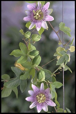 Passiflora 'Imperatrice Eugeni