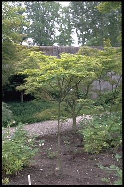 Acer palmatum 'Kagero'