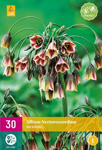 Allium (nectaroscordum) siculum