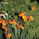 Crocosmia 'Emily Mckenzie'-333