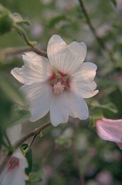 Lavatera 'Barnsley'-0