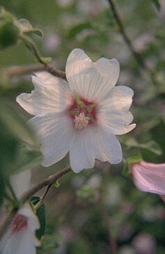 Lavatera 'Blushing Bride'-0