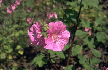 Lavatera 'Bredon Springs'-0