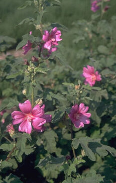 Lavatera 'Burgundy Wine'-0