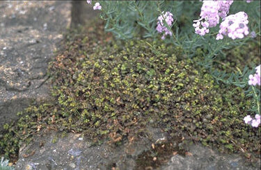 Acaena microphylla-0