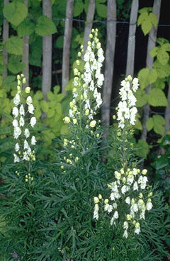 Aconitum napellus 'Album'-0