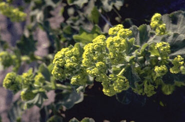 Alchemilla mollis 'Robustica'-0