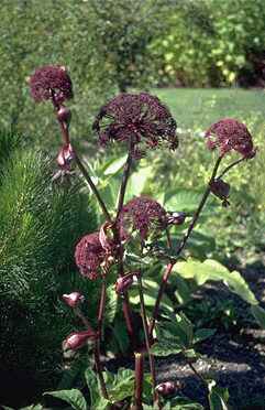 Angelica gigas-0