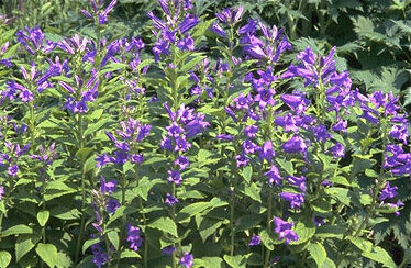 Campanula lactiflora-0