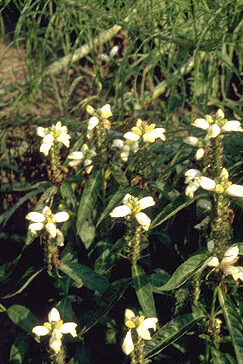 Chelone obliqua 'Alba'-0