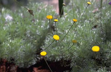 Cotula hispida-0