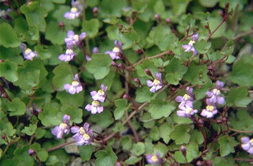 Cymbalaria muralis-0