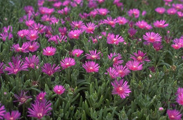 Delosperma congestum-0