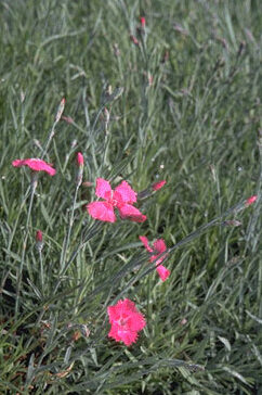 Dianthus gratianopolitanus-0