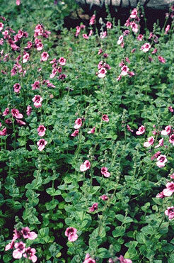 Diascia fetcaniensis-0