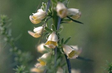 Digitalis ferruginea-0