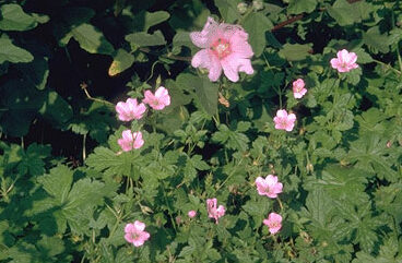 Geranium endr. 'Wargrave Pink'-0