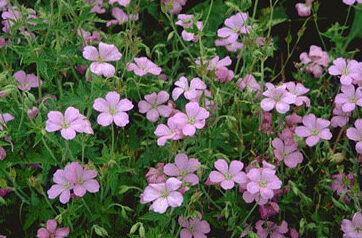Geranium endressii-0