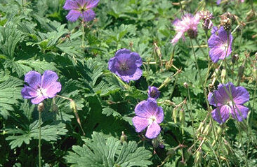 Geranium himalayense-0