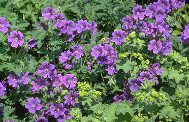 Geranium magnificum-0
