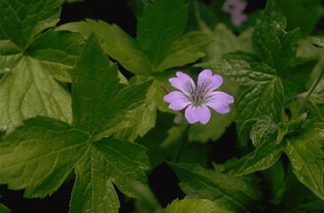 Geranium nodosum-0