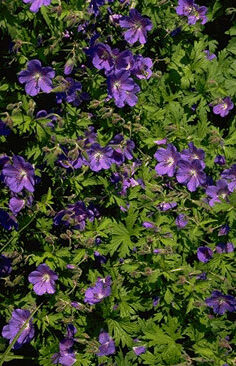 Geranium pratense-0