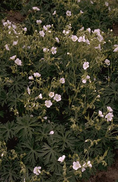 Geranium pratense 'Galactic'-0