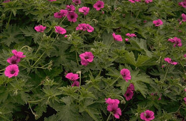 Geranium psil.'Bressingham Fla-0