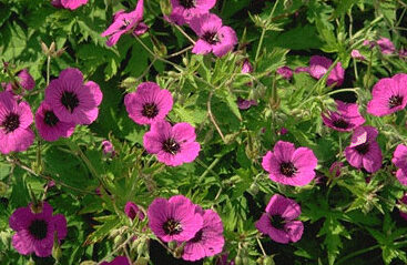 Geranium psilostemon-0