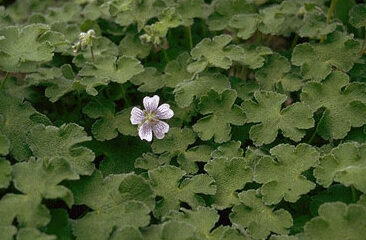 Geranium striatum-0