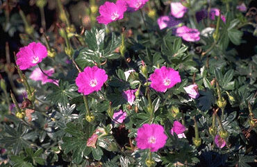Geranium sanguineum 'Max Frei'-0