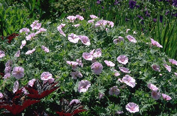Geranium sanguineum var. striatum-0