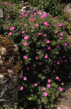 Geranium sanguineum-0