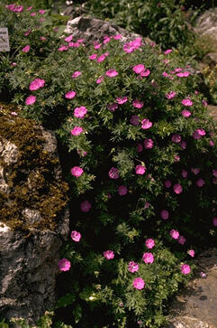 Geranium versicolor-0