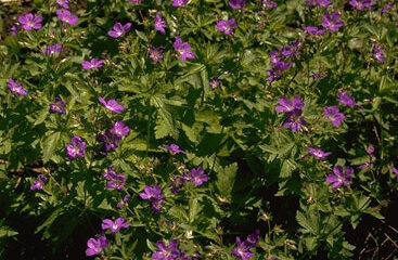 Geranium sylvaticum 'Mayflower'-0