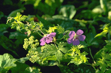Geranium wall. 'Buxton'S Varie-0