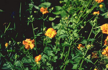 Geum chiloense 'Lady Stratheden'-0