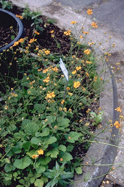 Geum 'Prinses Juliana'-0