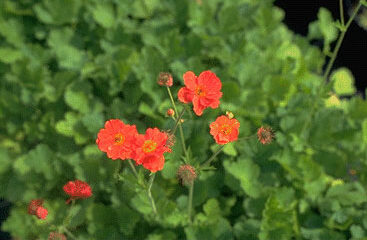 Geum chiloense 'Mrs. Bradshaw'-0