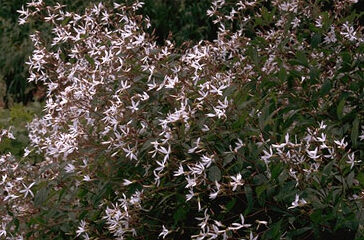 Gillenia trifoliata-0
