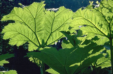 Gunnera manicata-0