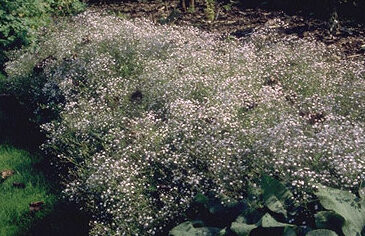 Gypsophila 'Rosenschleier'-0