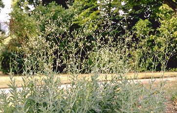 Gypsophila pacifica-0