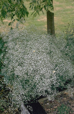 Gypsophila panic. 'Bristol Fairy'-0