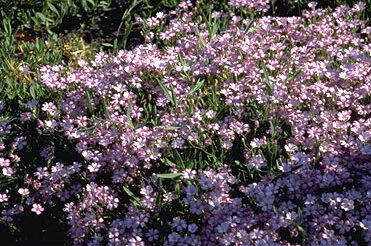 Gypsophila repens 'Rosea'-0