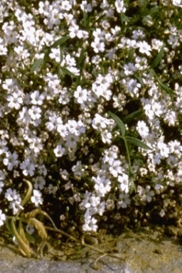 Gypsophila repens-0