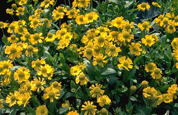 Helenium autumale 'Pumilum Magnificum'-0