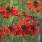 Helenium moerheim 'Beauty'-515